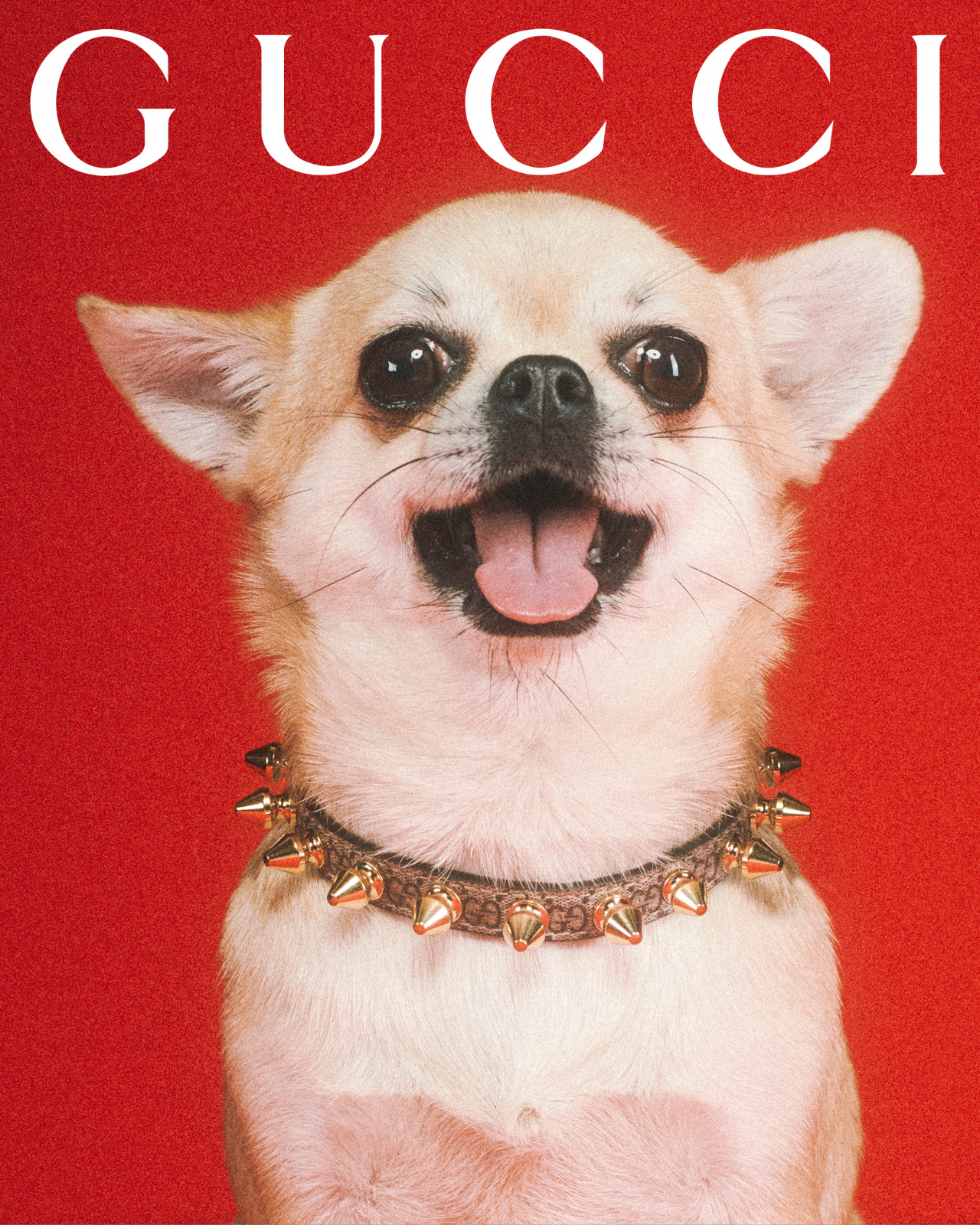 diamond common sense Acquiesce Gucci Pet Collection: słynny włoski dom mody wprowadza luksusowe akcesoria  dla psów i kotów - ELLE.pl