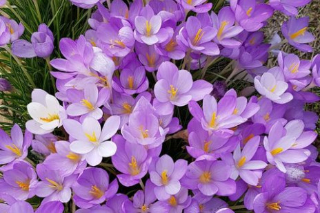 Krokus (szafran): pielęgnacja, sadzenie i kwitnienie kwiatów. Jak dbać o krokusy?