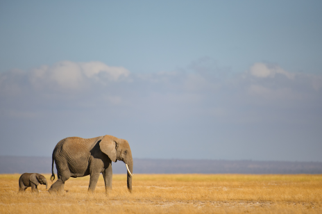 Sennik: słoń. Co oznacza sen o słoniu?