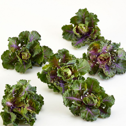 Kalettes - nowe warzywo, które ma zastąpić jarmuż i brukselkę