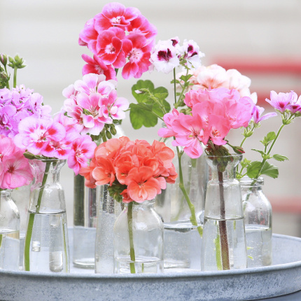 Pelargonie - kwiaty nie tylko na balkon