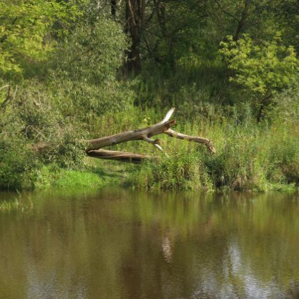 Rzeka Urzeka - Tydzień Rzek WWF