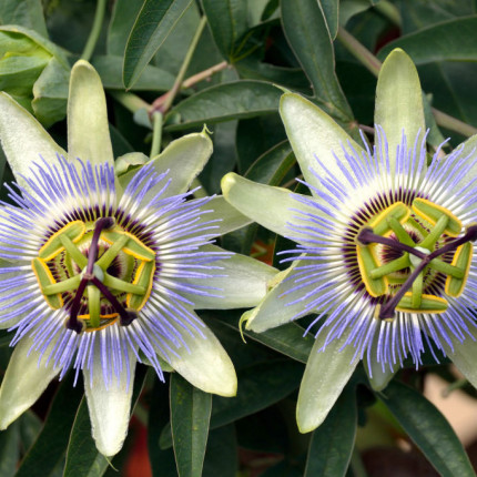 Męczennica błękitna (Passiflora caerulea)