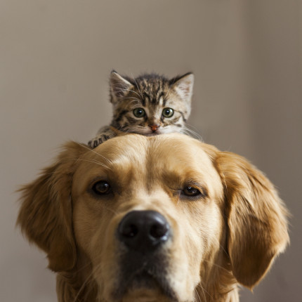 Wolisz koty czy psy? Dowiedz się, czy tak naprawdę jesteś psiarzem czy kociarzem! [QUIZ]