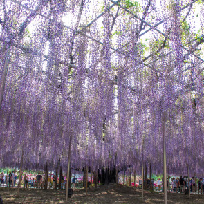 Park kwiatowy w Ashikadze, Japonia