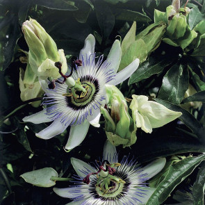 Męczennica błękitna (Passiflora caerulea)