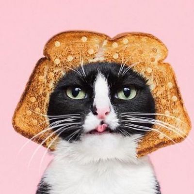 Princess Cheeto - kotka księżniczka podbija Instagram