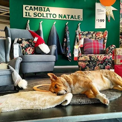 Bezdomne psy we włoskim sklepie IKEA