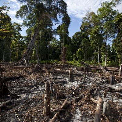 Zniszczony las tropikalny. W tym miejscu powstanie plantacja
