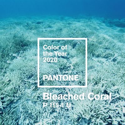 Bleached Coral, Jack+Huei