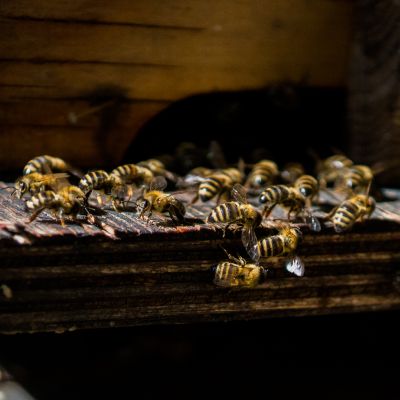Hotele dla pszczół