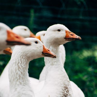 Foie gras zakazane w Nowym Jorku
