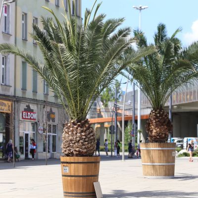 Palmy na rynku w Chorzowie