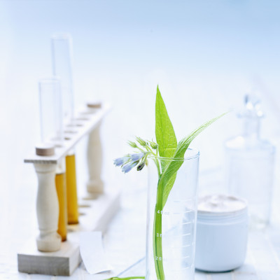 Olejek z ogórecznika – właściwości kosmetyczne i zastosowanie