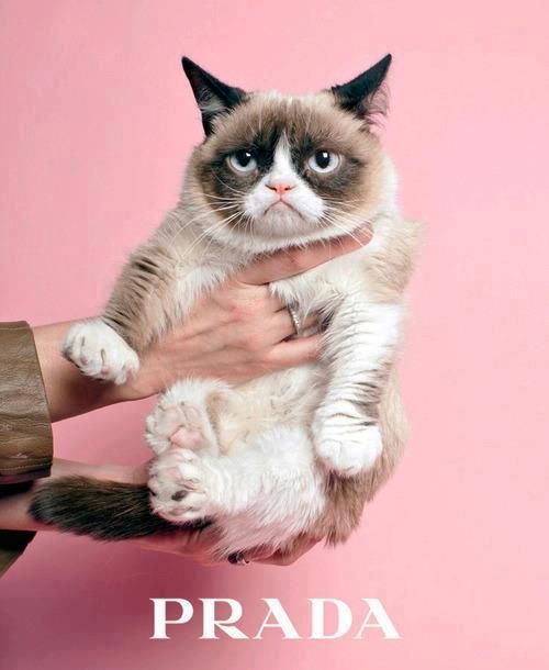 Nowy mem - Grumpy Cat w kampanii Prady, przeróbka zdjęcia Elizabeth Renstrom dla TIME