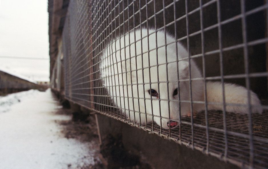 W Polsce nie będzie zakazu hodowli zwierząt futerkowych