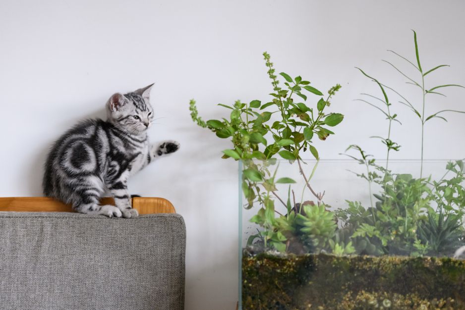 Rośliny trujące dla kotów