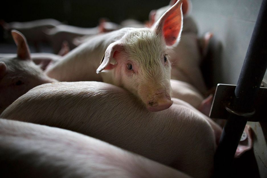 Szwajcaria będzie przeciwko przemysłowej hodowli zwierząt?