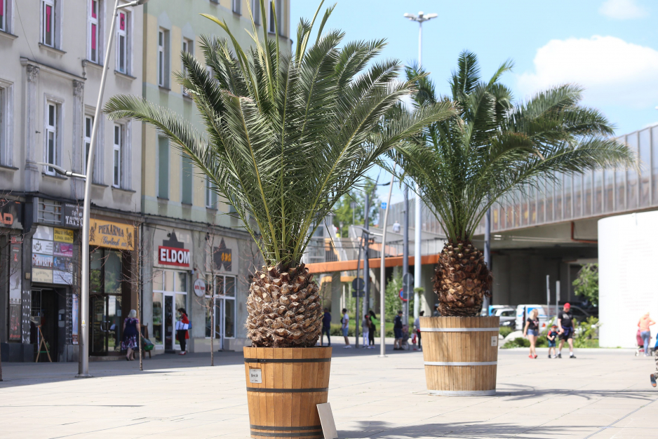 Palmy na rynku w Chorzowie