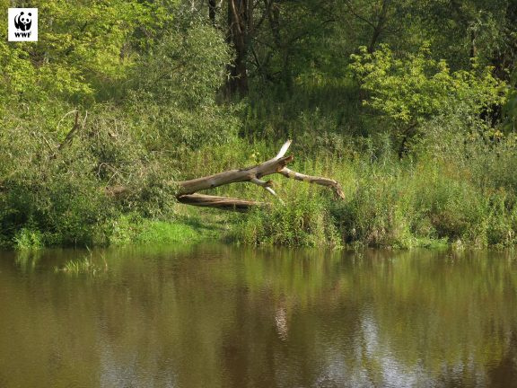 Rzeka Urzeka - Tydzień Rzek WWF