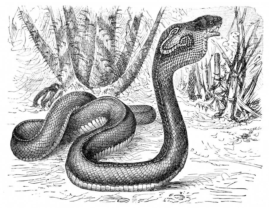 Sennik babiloński: wąż