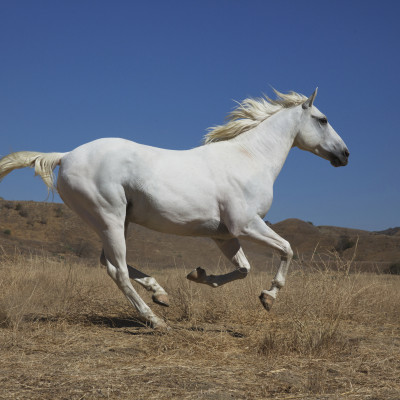 Chiński znak zodiaku: koń