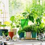 Rośliny we wnętrzach -  latem rządzi trend organiczny!