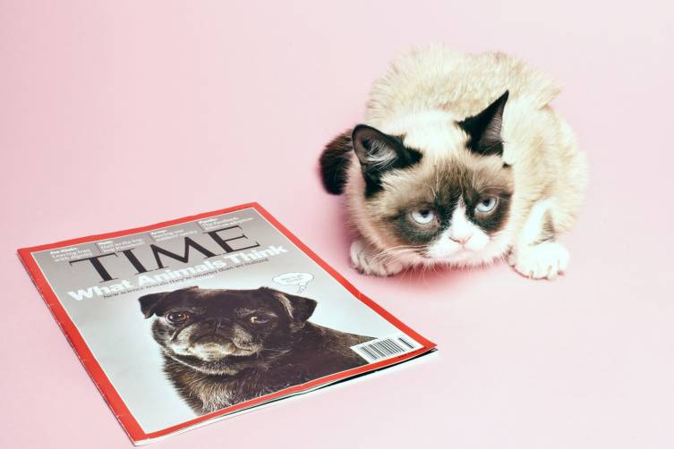 Sesja Grumpy Cat w redakcji TIME, fot. Elizabeth Renstrom/ time