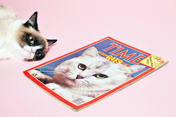 Sesja Grumpy Cat w redakcji TIME, fot. Elizabeth Renstrom/ time