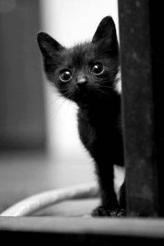 Stylowe czarne koty na piątek 13-go