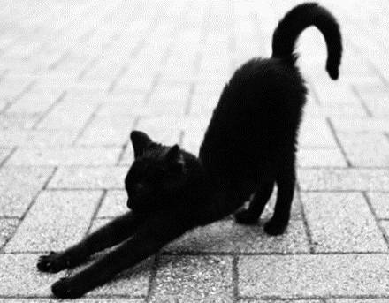 Stylowe czarne koty na piątek 13-go