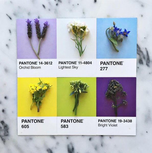 #pantoneposts - jaki kolor mają owoce i warzywa?