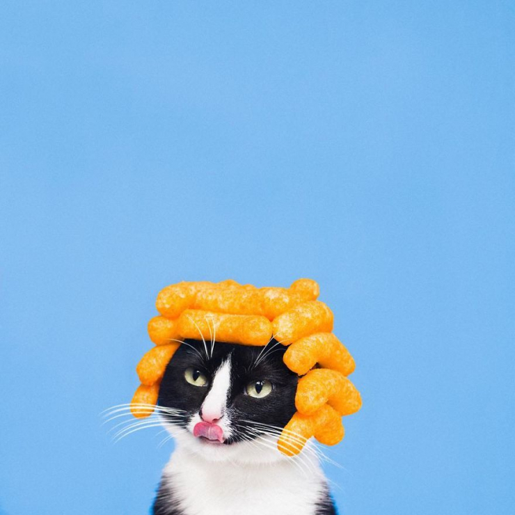Princess Cheeto - kotka księżniczka podbija Instagram