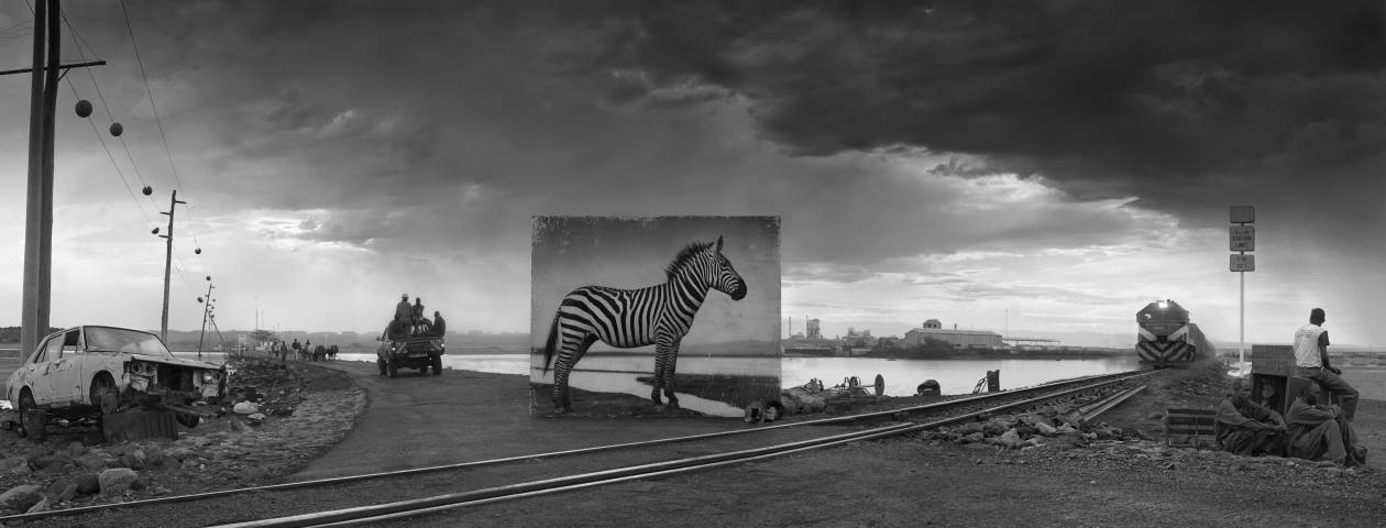 Poruszające zdjęcia ginących gatunków zwierząt autorstwa Nicka Brandta,  fot. Nick Brandt