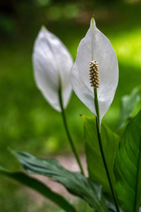 Skrzydłokwiat, fot. Shutterstock