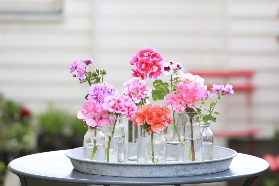 Pelargonie - kwiaty nie tylko na balkon
