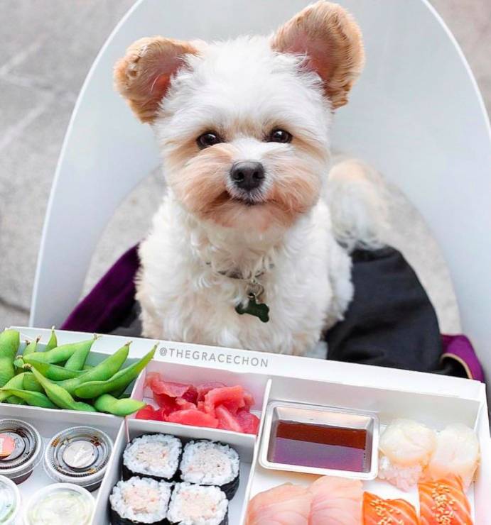 Pies-bloger kulinarny: je sushi
