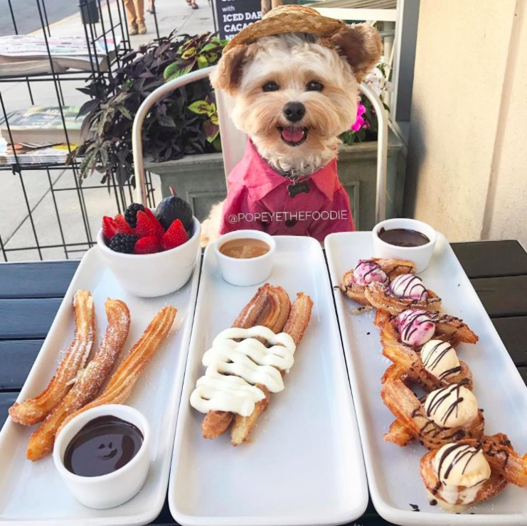 Pies-bloger kulinarny: hit na Instagramie