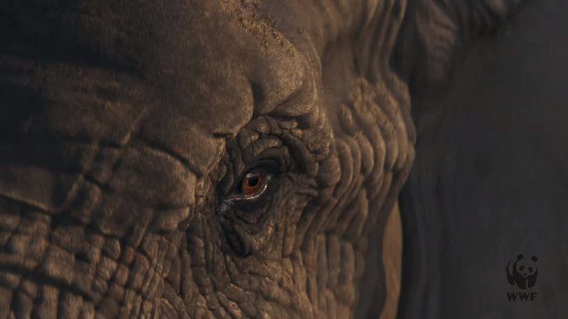Świąteczna reklama WWF z płaczącym słoniem 