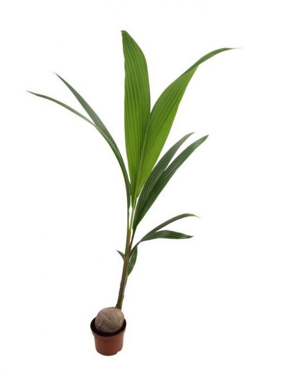 Palma kokosowa, Leroy Merlin, 35 zł