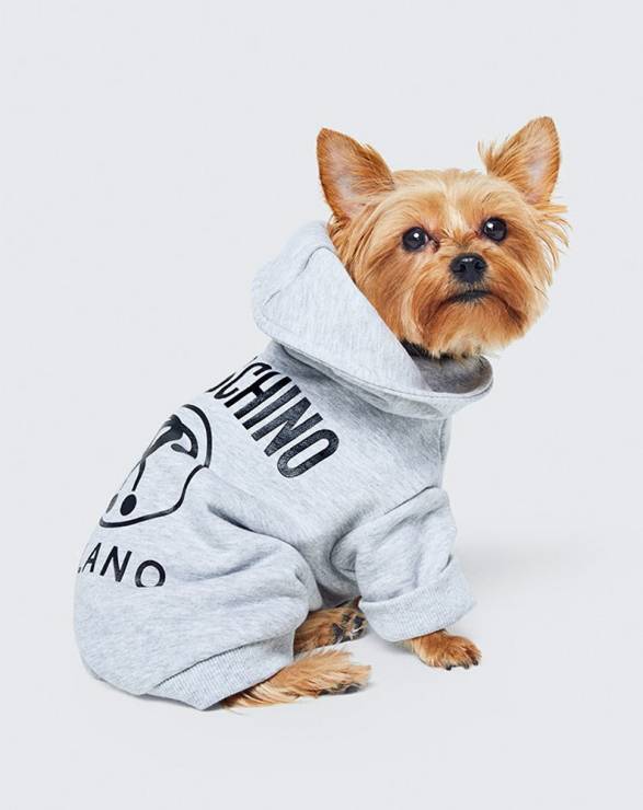 Bluza dla psa z kolekcji H&M x Moschino