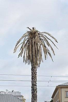 Warszawska palma