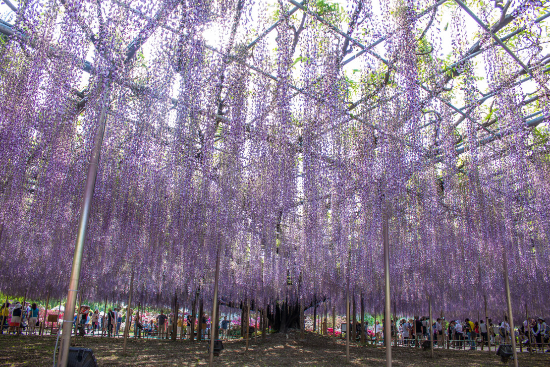 Park kwiatowy w Ashikadze, Japonia