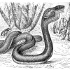 Sennik babiloński: wąż