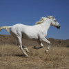 Chiński znak zodiaku: koń